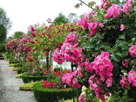 Bild Rosarium Wilhelmshaven