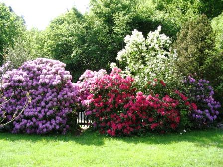 Bild Sammlergarten Behner Gummersbach