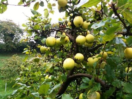 Bild Naturparadies Teutenberg Alt Reddevitz