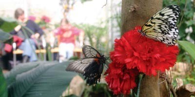 Bild Insektenmuseum und Schmetterlingsfarm Wunstorf