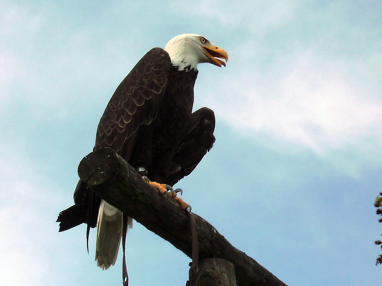 Bild Wildpark Potzberg