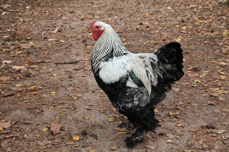 Bild Wildfreigehege Nöttler Berg Saerbeck